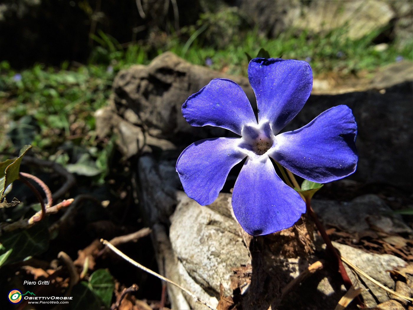 76 Fiore di Pervinca (Vinca-Pervinca).JPG